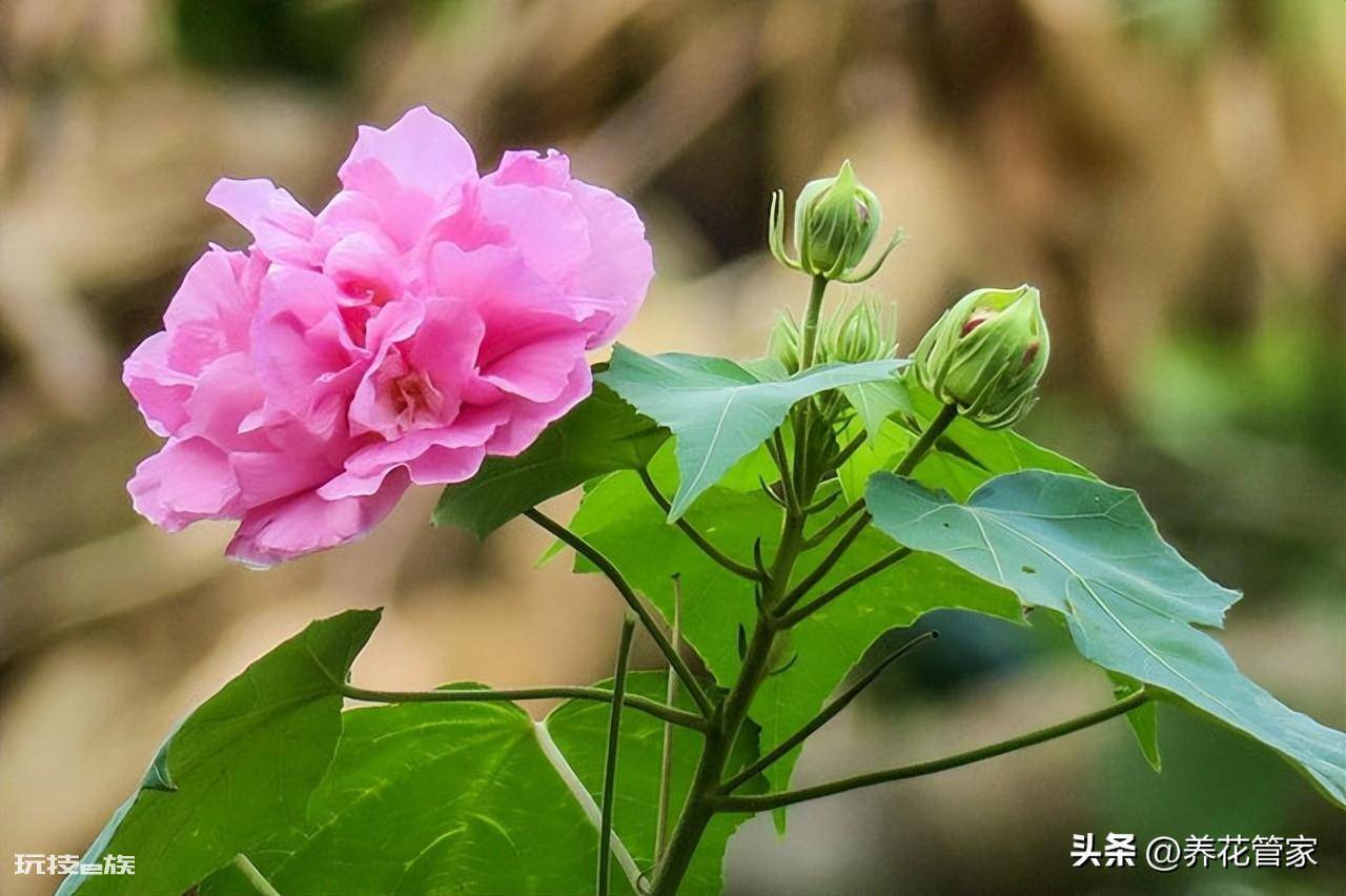 庭院十大吉祥之树图片(庭院种植十种吉祥树富贵自来)-图片8